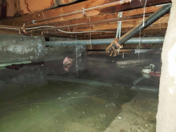 Best Flood restoration services  in Lindsay, TX